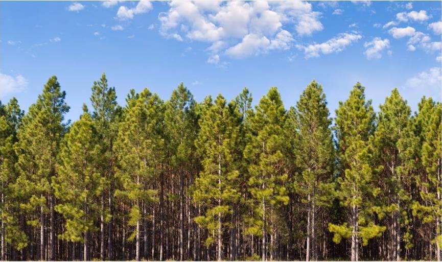 Bosque de pinos